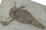 Three Eurypterus (Sea Scorpion) Fossils - New York #236955-5